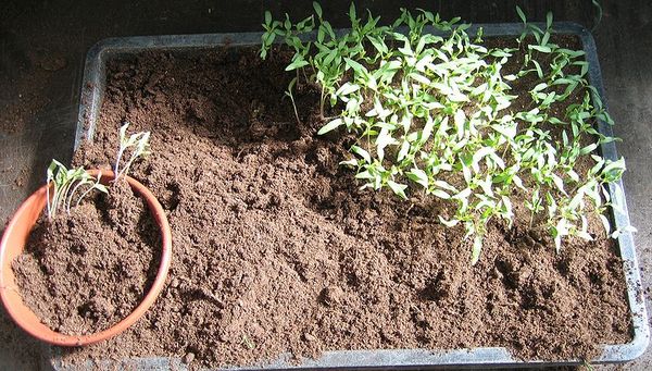  Semina semi in un serbatoio comune e successiva immersione