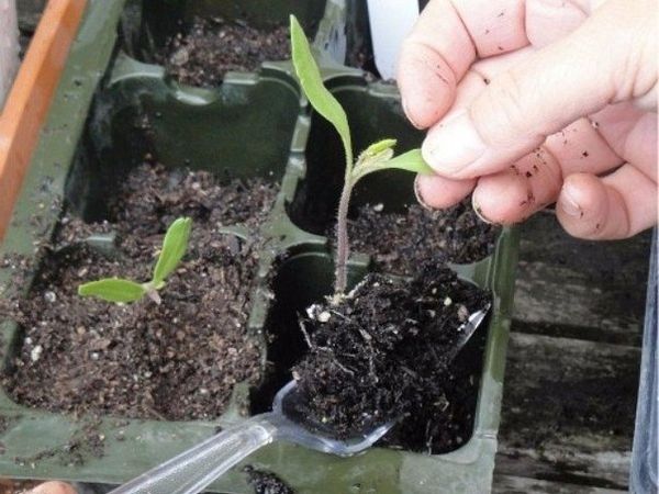  È necessario un nuovo terreno per la raccolta in un altro serbatoio.