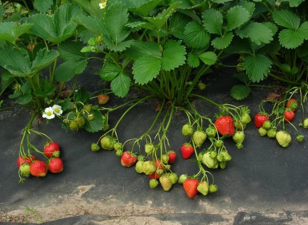  Planting strawberries under the film