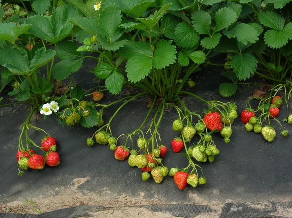  Piantare fragole sotto il film