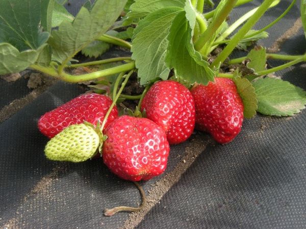  Le fragole si sviluppano più velocemente sotto la lamina nera