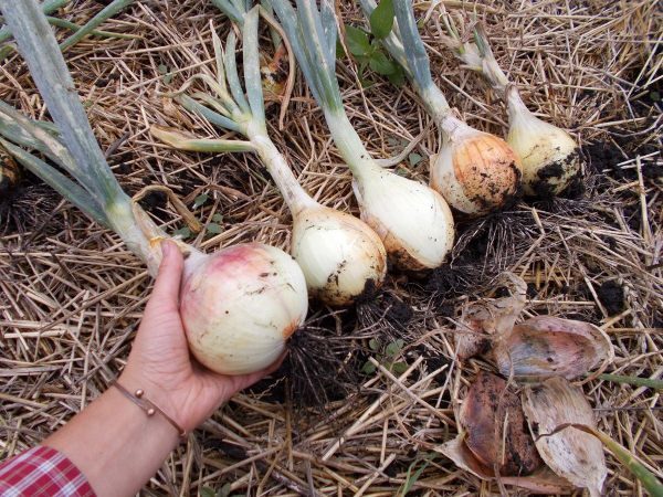  If the watering was properly organized, the bulbs will turn out tasty and juicy