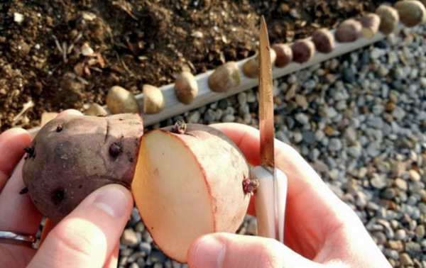  Alcuni giorni prima della semina, i tuberi seme delle patate Tuleyevsky devono essere tagliati e lasciati riscaldare già in queste condizioni.
