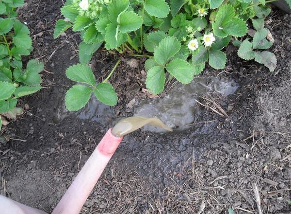  Top dressing strawberries in spring