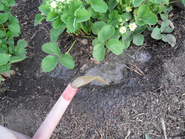  Top dressing strawberries in spring