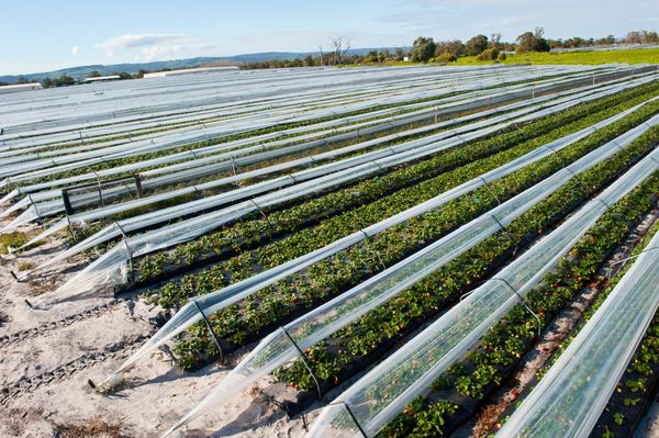  Mineral fertilizers should be used in the industrial cultivation of strawberries