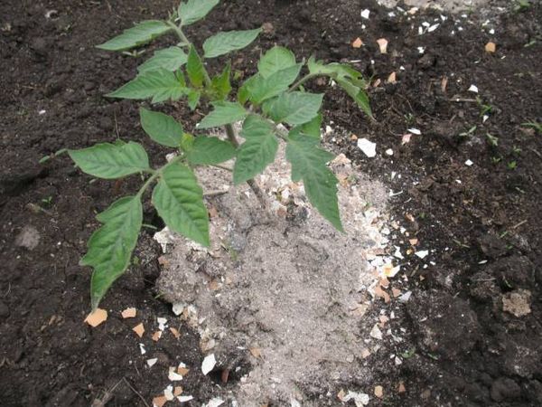  Tomat de top dressing