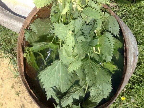  Îngrășăminte verde - infuzie de frunze de urzică
