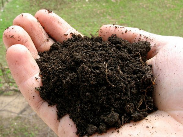  La tintura di torba e paglia è biologica e sicura.