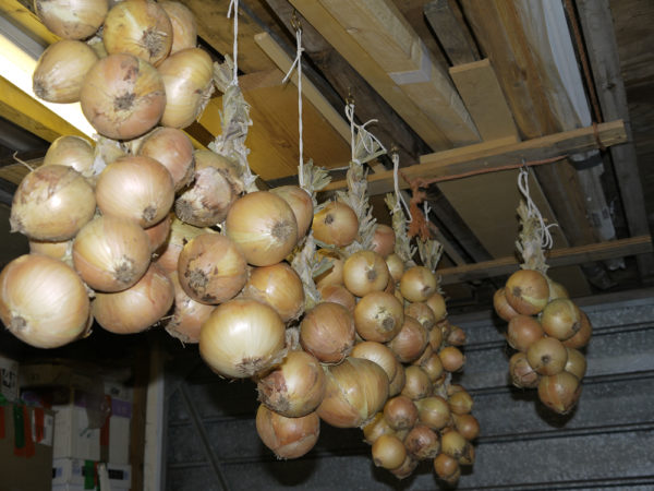  Storage in the cellar