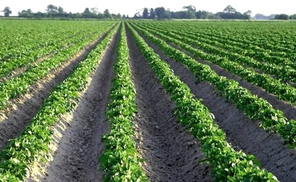  campo di patate