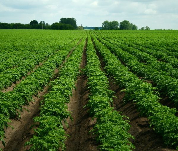  campo