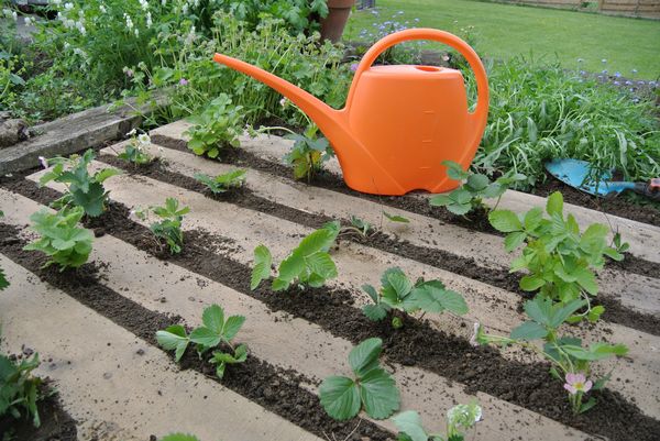  Proper watering strawberries