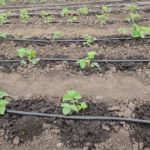  Il sistema di irrigazione a goccia viene montato prima di piantare.