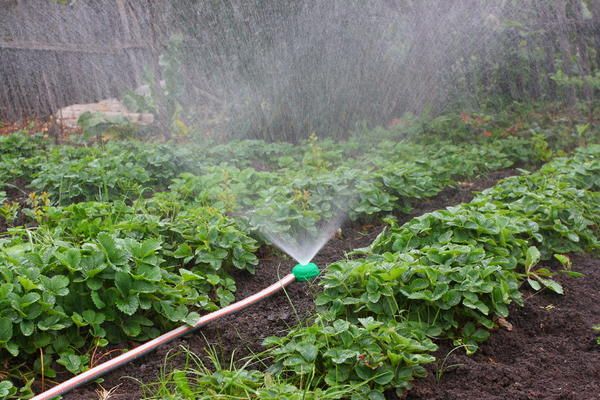  Per evitare che le foglie di fragola brucino, l'irrigazione dovrebbe essere fatta nelle prime ore del mattino.
