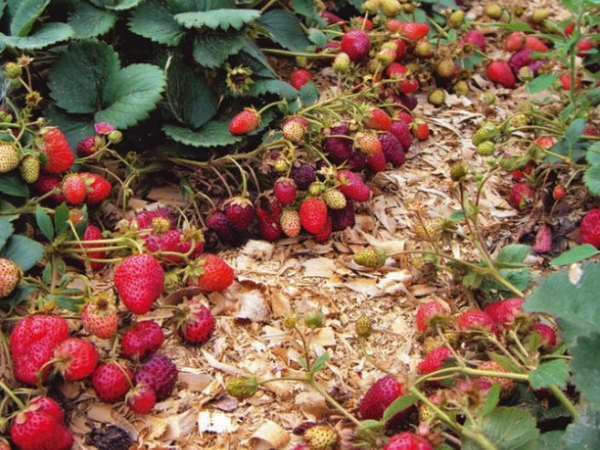  Care is mulching between rows, dressing, watering