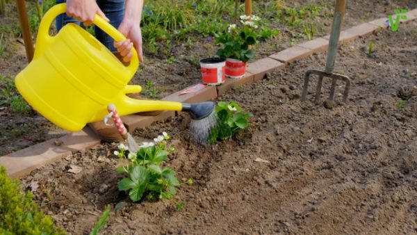  Innaffiare le fragole elvira dall'annaffiatoio