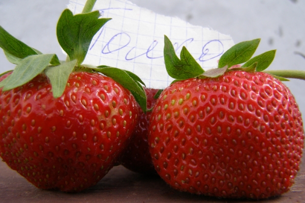  Strawberry Shelf: description and specifications, planting and cultivation