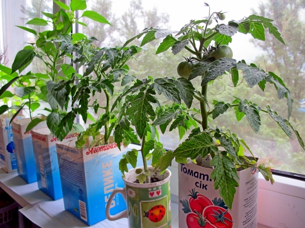  O cultivo de tomates na varanda envolve várias etapas.