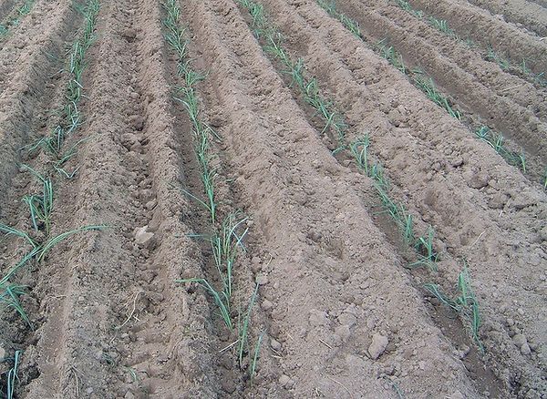  Grovele sunt pregătite pentru plantarea răsadurilor