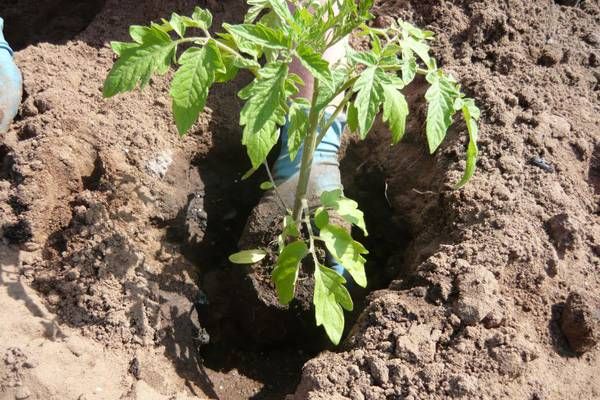  Plantio de mudas de tomate no solo