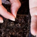  Plantar sementes pode ser feito em recipientes pré-preparados