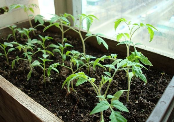  Em casa, as mudas podem ser cultivadas em um peitoril da janela bem iluminado
