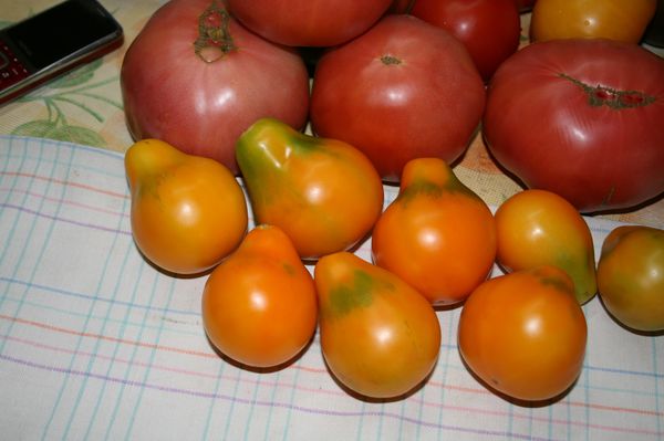  Tomates pequenos são adequados para conservas, grandes - para saladas