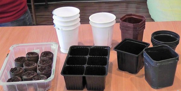  Capacidades com cerca de 12 cm de altura são necessárias para o plantio de mudas, copos serão adequados após um mergulho