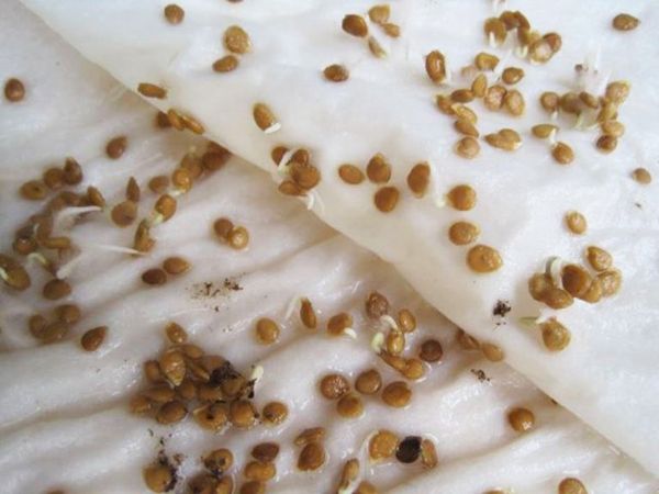  Viabilidade de sementes pode ser determinada por germinação em um guardanapo