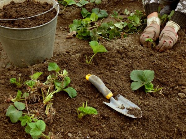  Planting strawberries