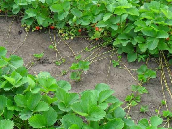 Planting strawberries in the fall