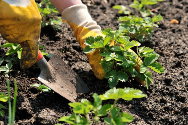  Strawberries are planted in rows, plentifully watered and laid mulch.