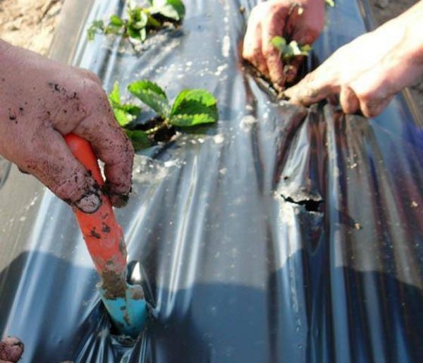  Strawberry seedlings Crown planted at a wide distance from each other.