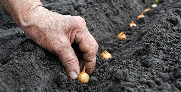  La cipolla piantata a fine estate o all'inizio dell'autunno si distingue per la sua alta capacità germinativa.