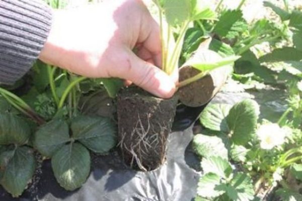  Planting strawberry cleers