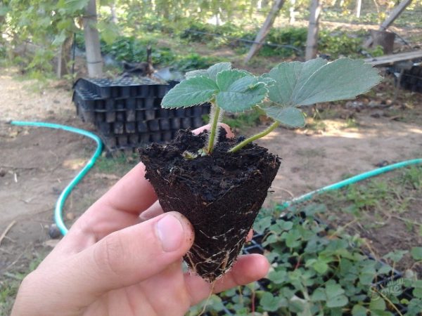  Transplanting strawberry seedlings to open ground