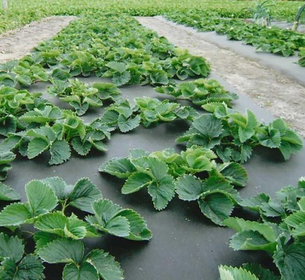 Protecting strawberries with agrofibre frost