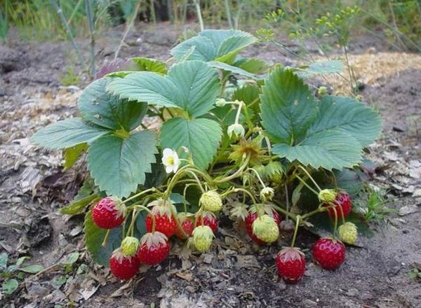 Cosa piantare dopo le fragole