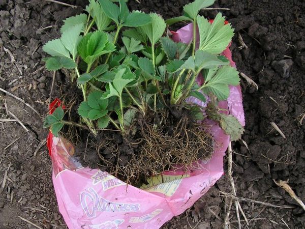  To preserve the root system, strawberry transplantation is carried out together with the earthy ball