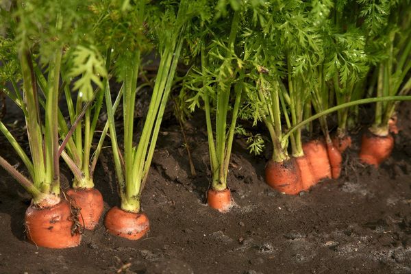  The best crop to plant after strawberries is carrots