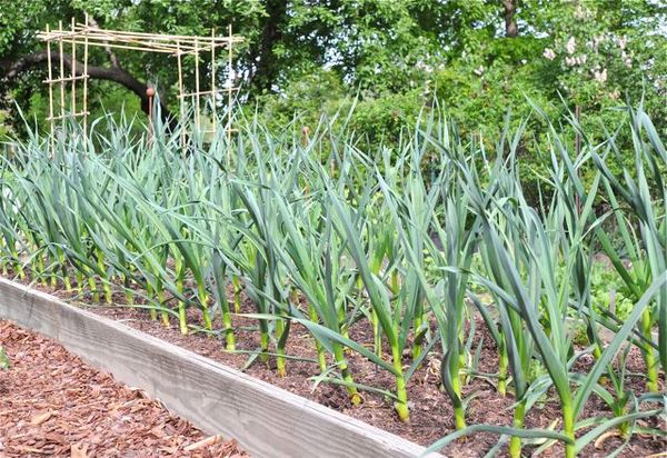  In the first season after strawberries, it is recommended to plant garlic