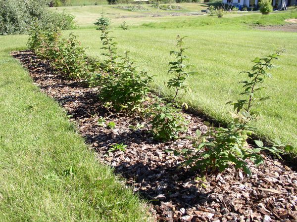  Planting raspberries after strawberries is strictly prohibited, due to the defeat of the same diseases