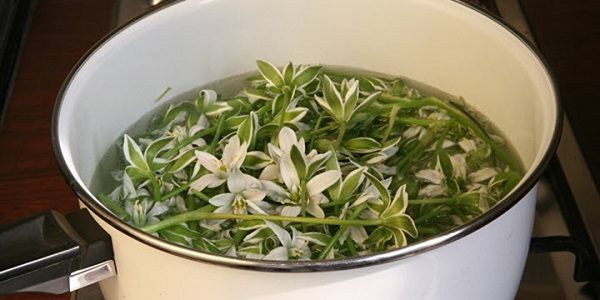  Indian Bow Infusion