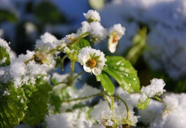Strawberry flower under the snow