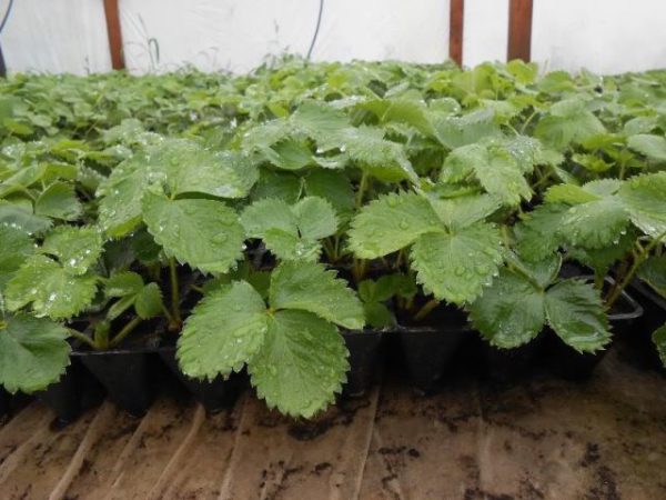  Cleri strawberry saplings