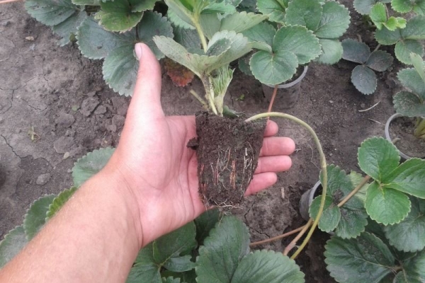  Plant Dukat can be in the spring, autumn and even in winter