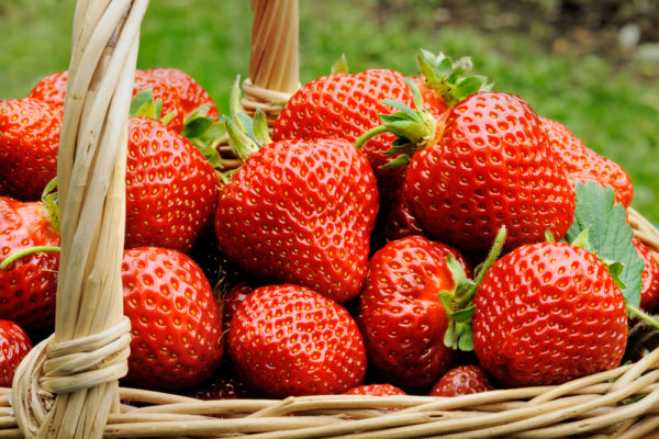  Strawberry Evie 2 in a basket close-up