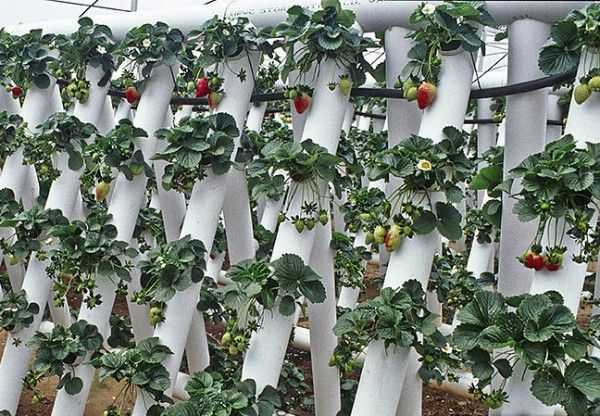  Growing strawberries in pvc pipes