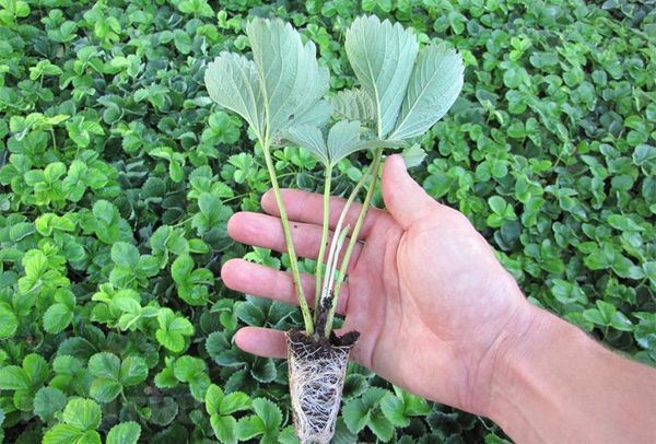  Le piantine devono essere distribuite in vaso e conservate per 6 giorni.